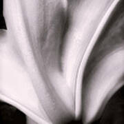 Casa Blanca Lily In Black And White Art Print