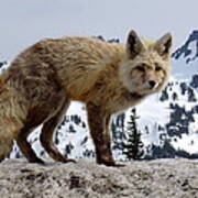 Cascade Red Fox 1 Art Print