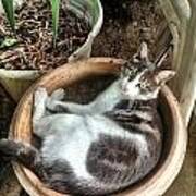 Cat In Planter Art Print