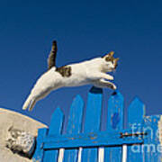 Cat Jumping A Gate Art Print