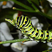 Caterpillar Camouflage Art Print