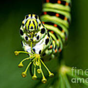 Caterpillar Of The Old World Swallowtail Art Print