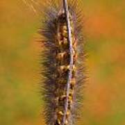 Caterpillar On Bare Stalk Art Print