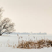 Cattails By The Shore In Winter Art Print