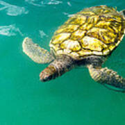 Cayman Island Sea Turtle Art Print