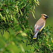 Cedar Waxwing 3 Art Print