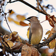 Cedar Waxwing Art Print