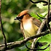 Cedar Waxwing Art Print