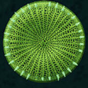 Centric Fossil Diatom Frustule Art Print