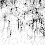 Cerebral Cortex Nerve Cells Art Print
