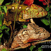 Chameleons Art Print