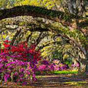 Charleston Sc Spring Azalea Flowers - A Servant's Grace Art Print
