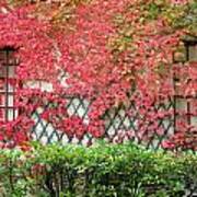 Chateau Chenonceau Vines On Wall Image One Art Print