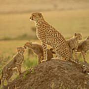 Cheetah Acinonyx Jubatus Mother And Art Print