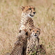 Cheetah And Cubs Art Print