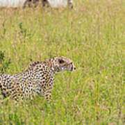 Cheetah And Safari Car At Masai Mara Art Print