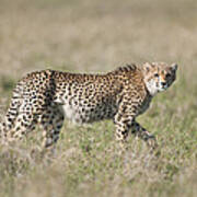 Cheetah Cub Kenya Art Print