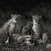 Cheetah Cubs Art Print