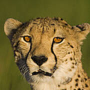 Cheetah Masai Mara Kenya Art Print