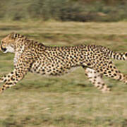 Cheetah Running Namibia Art Print