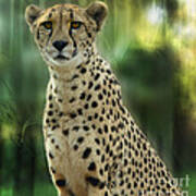 Cheetah Spots Art Print