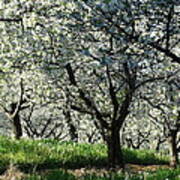 Cherry Blossom Canopy Art Print