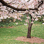 Cherry Blossom Tree In A Park, Golden Art Print