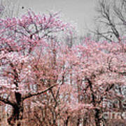 Cherry Blossom Trees Art Print