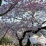 Cherry Blossoms 2013 - 044 Art Print