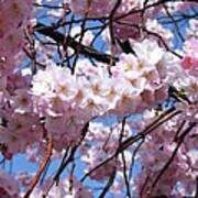 Cherry Blossom Trees Of Branch Brook Park 3 Art Print