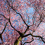Cherry Blossoms All Over Art Print