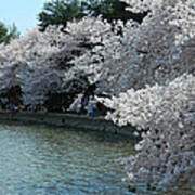 Cherry Blossoms Along The Tidal Basin Art Print