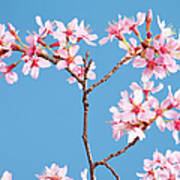 Cherry Blossoms And A Clear Blue Sky Art Print