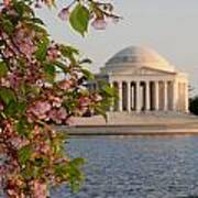 Cherry Blossoms And The Jefferson Memorial 3 Art Print