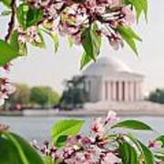 Cherry Blossoms And The Jefferson Memorial Art Print