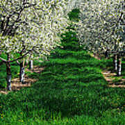 Cherry Orchard Morning Art Print