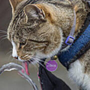 Chester At The Drinking Fountain Art Print