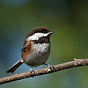 Chestnut Backed Chickadee Perched On A Branch Art Print
