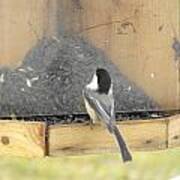 Chickadee Eating Lunch Art Print