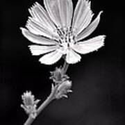 Chicory Wildflower Art Print