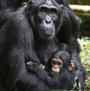 Chimpanzee And Infant Uganda Art Print