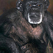 Chimpanzee Portrait Endangered Species Wildlife Rescue Art Print
