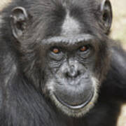 Chimpanzee Portrait Ol Pejeta Art Print