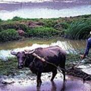 Chinese Farmer 1981 Art Print