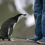 Chinstrap Penguin Inspecting Tourist Art Print