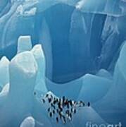 Chinstrap Penguins On Blue Iceberg Art Print