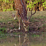 Chital Stag Drinking At The Waterhole Art Print