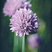 Chives At Attention Art Print