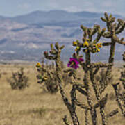 Cholla Cactus And Jemez Mountains 2 - Santa Fe New Mexico Art Print