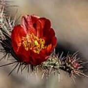 Cholla Cactus Art Print